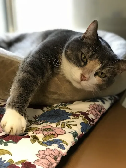 Spicewood Springs Cat Hospital Picture 9