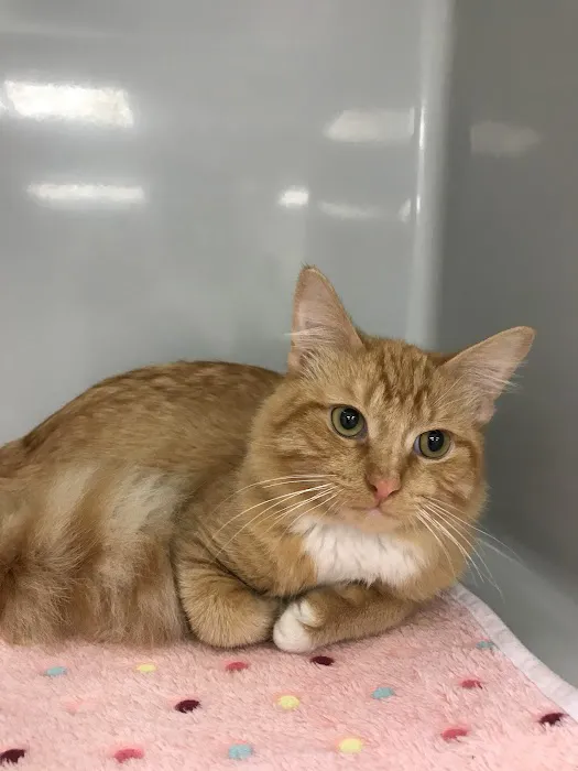 Spicewood Springs Cat Hospital Picture 10