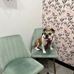 Roots Integrative Veterinary Care