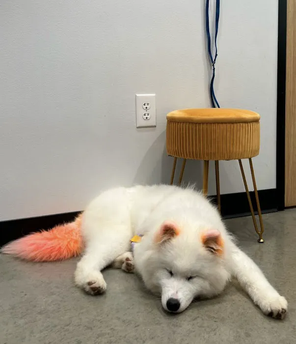 Roots Integrative Veterinary Care Picture 6