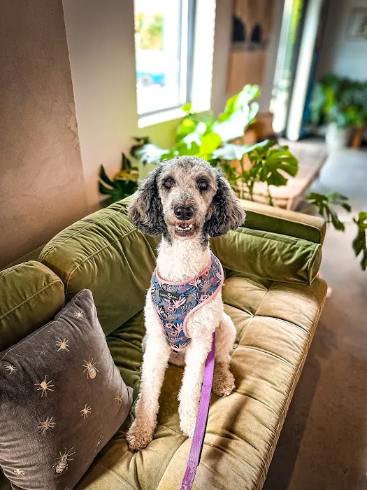 Roots Integrative Veterinary Care Picture 4