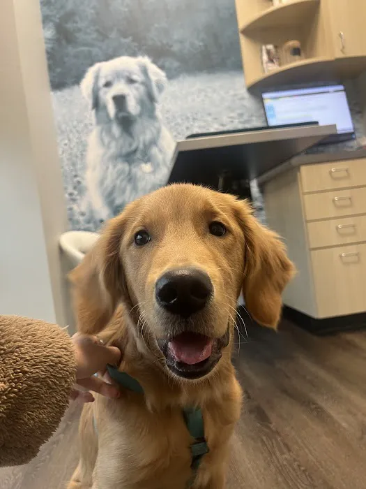 CityVet | South Austin Picture 4