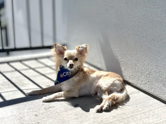 CityVet | South Austin Picture 5