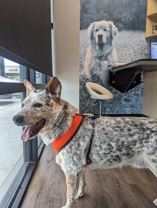 CityVet | South Austin Picture 8
