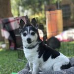 Spirit Vet ATX House Calls & Consulting