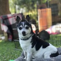 Spirit Vet ATX House Calls & Consulting ico