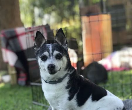 Spirit Vet ATX House Calls & Consulting