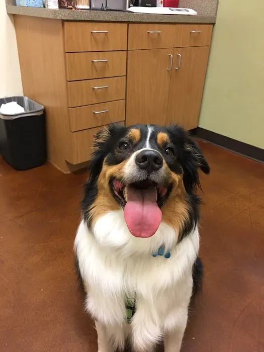 South Park Animal Hospital Picture 3