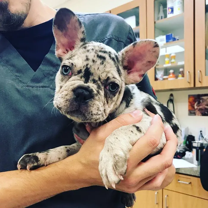 South Park Animal Hospital Picture 2