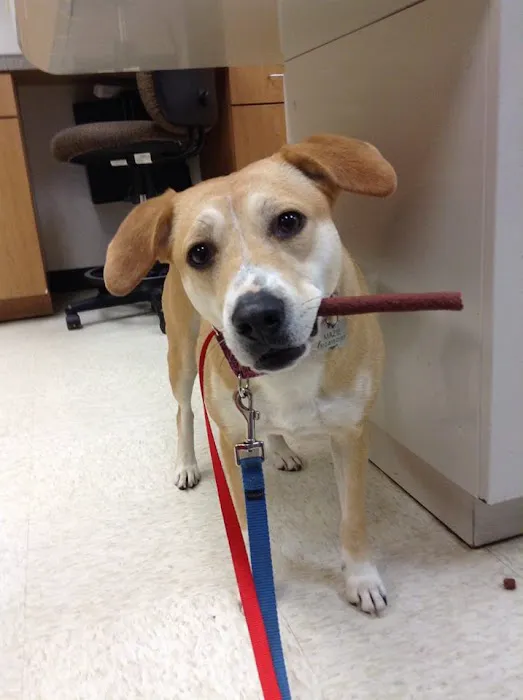 South Park Animal Hospital Picture 5