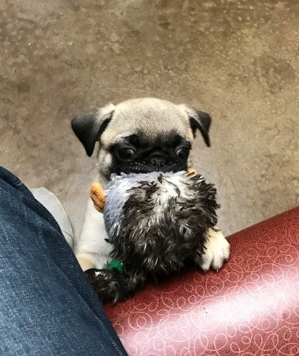 South Park Animal Hospital Picture 8