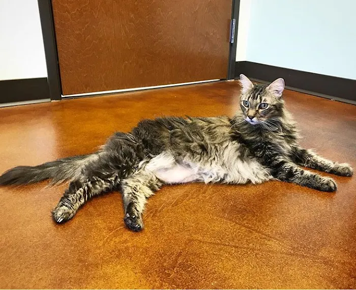 South Park Animal Hospital Picture 9