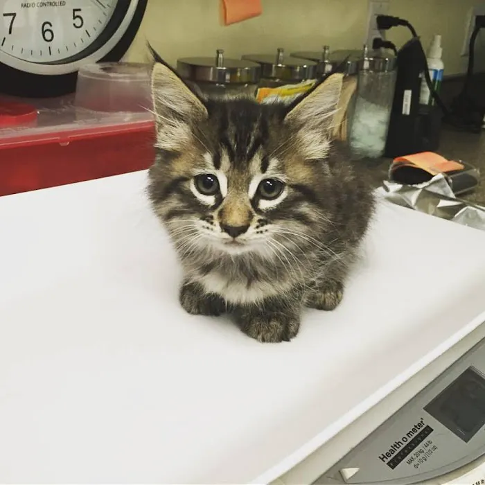 South Park Animal Hospital Picture 10