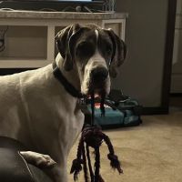 Banfield Pet Hospital ico