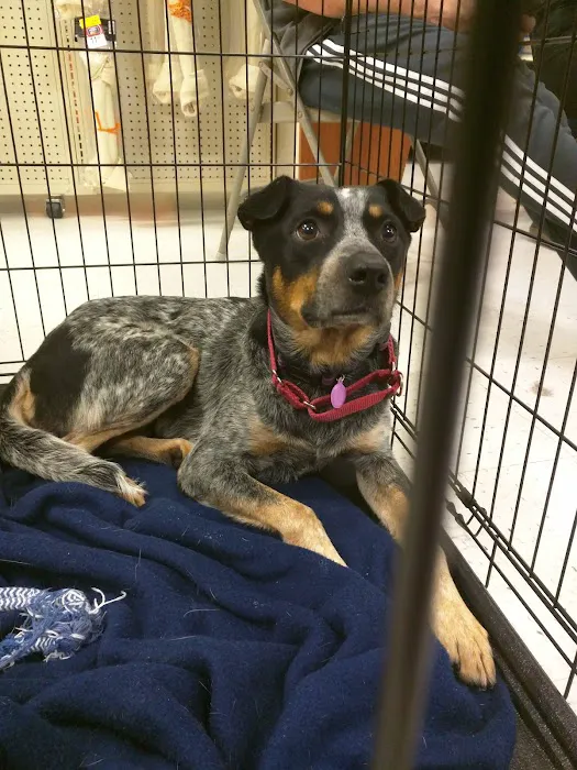 Banfield Pet Hospital Picture 10
