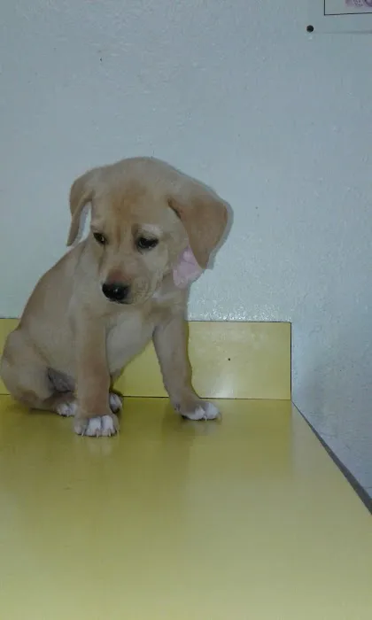 South Austin Pet Clinic Picture 2