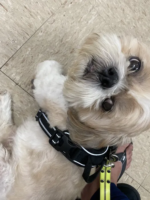 South Austin Pet Clinic Picture 4