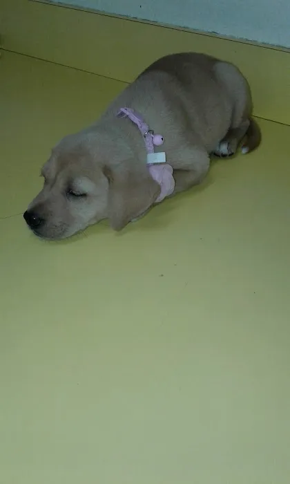 South Austin Pet Clinic Picture 6