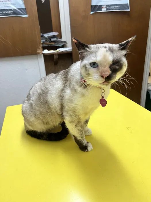 South Austin Pet Clinic Picture 5
