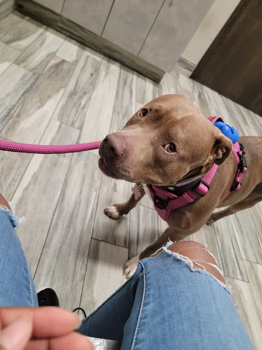 Penny Paws Animal Hospital - Arlington Picture 5