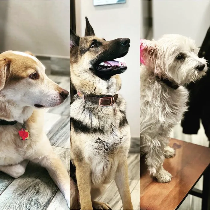 Penny Paws Animal Hospital - Arlington Picture 8