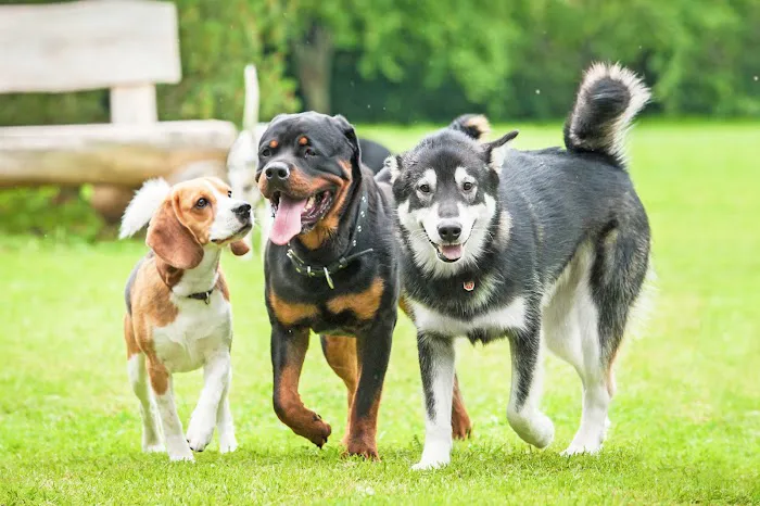 Penny Paws Animal Hospital - Arlington Picture 9