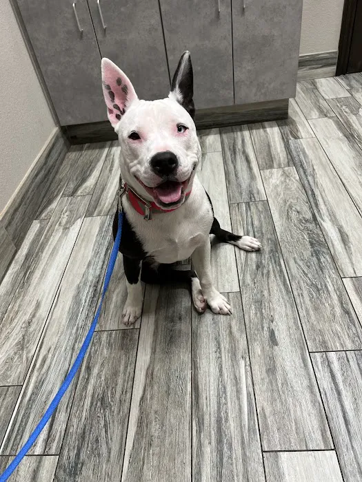 Penny Paws Animal Hospital - Arlington Picture 7