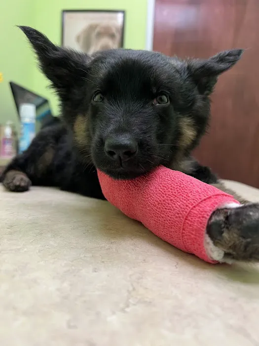 St. Mina Animal Hospital Picture 1
