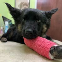 St. Mina Animal Hospital ico