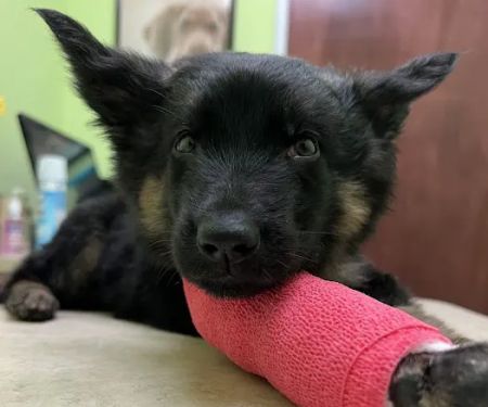 St. Mina Animal Hospital