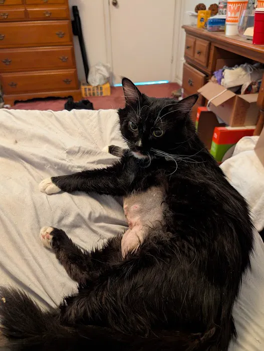 St. Mina Animal Hospital Picture 4