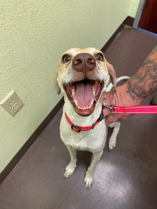 St. Mina Animal Hospital Picture 5