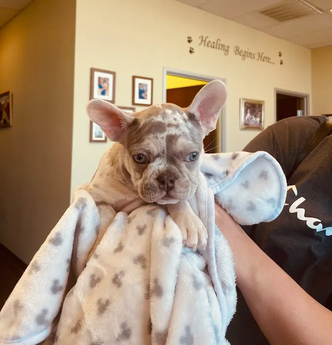 St. Mina Animal Hospital Picture 9