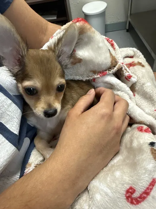 My Village Pet Clinic Picture 1
