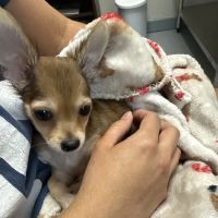 My Village Pet Clinic ico