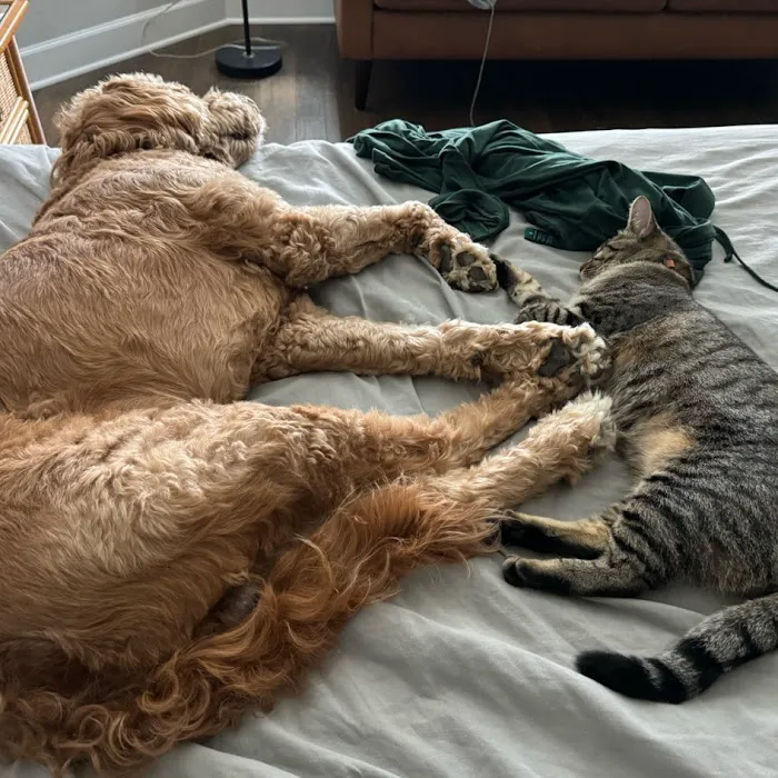 My Village Pet Clinic Picture 2
