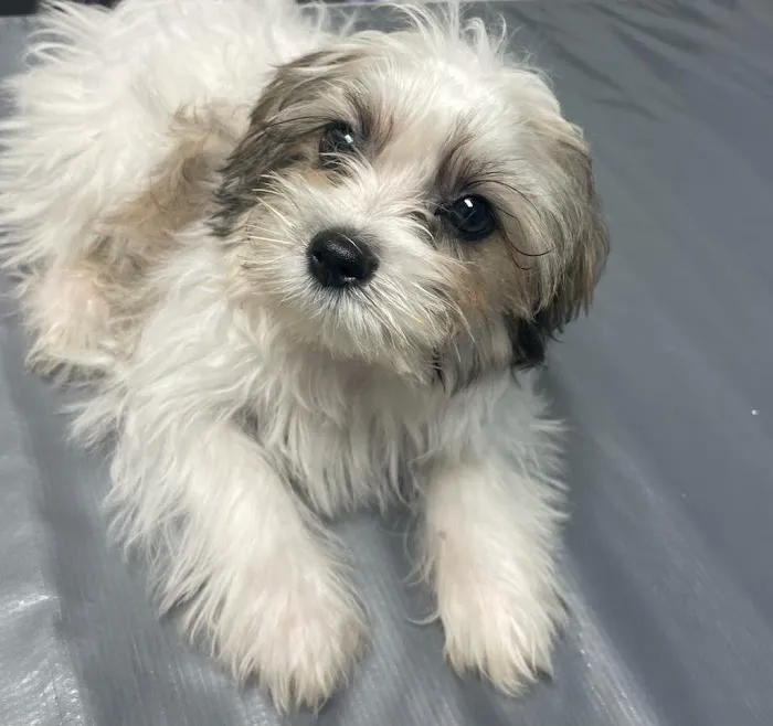 My Village Pet Clinic Picture 4