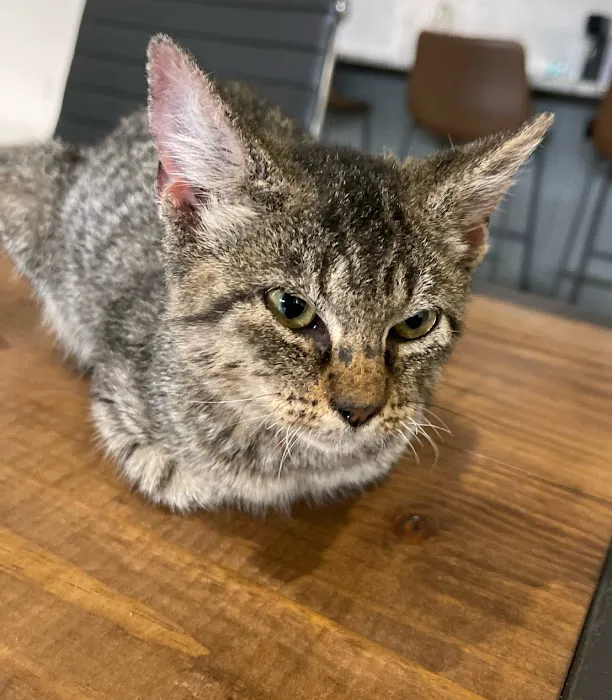 My Village Pet Clinic Picture 9