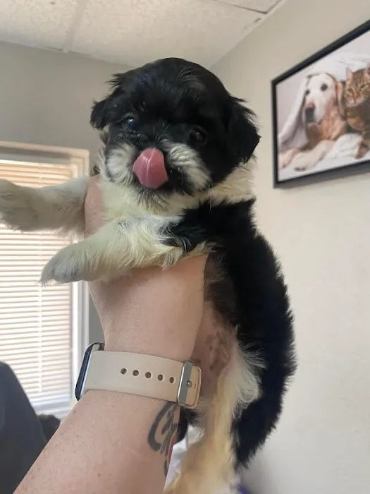 My Village Pet Clinic Picture 10