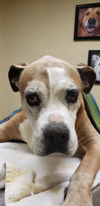 VCA Metroplex Animal Hospital & Pet Lodge Picture 5