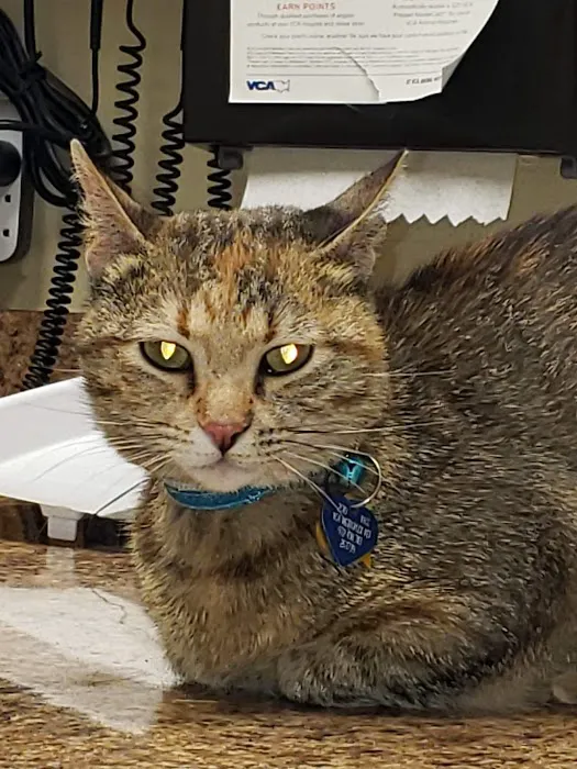 VCA Metroplex Animal Hospital & Pet Lodge Picture 8