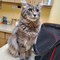 O'Connor Animal Hospital ico