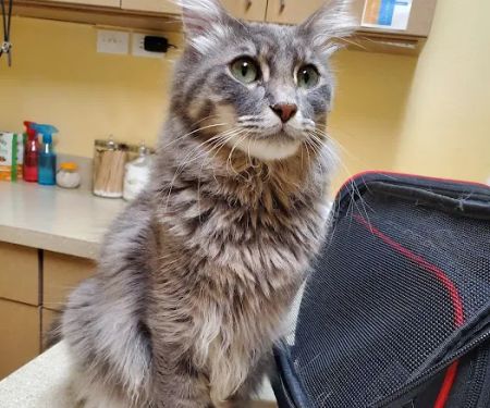 O'Connor Animal Hospital