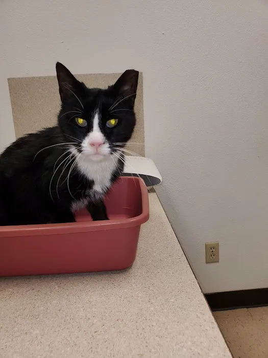 Buena Vista Animal Clinic Picture 1
