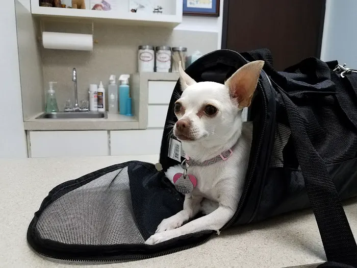 Buena Vista Animal Clinic Picture 2
