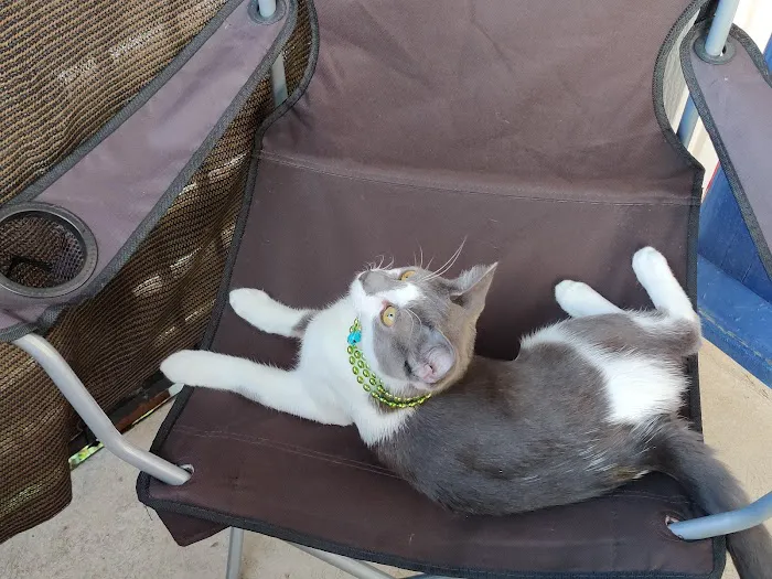 Buena Vista Animal Clinic Picture 5