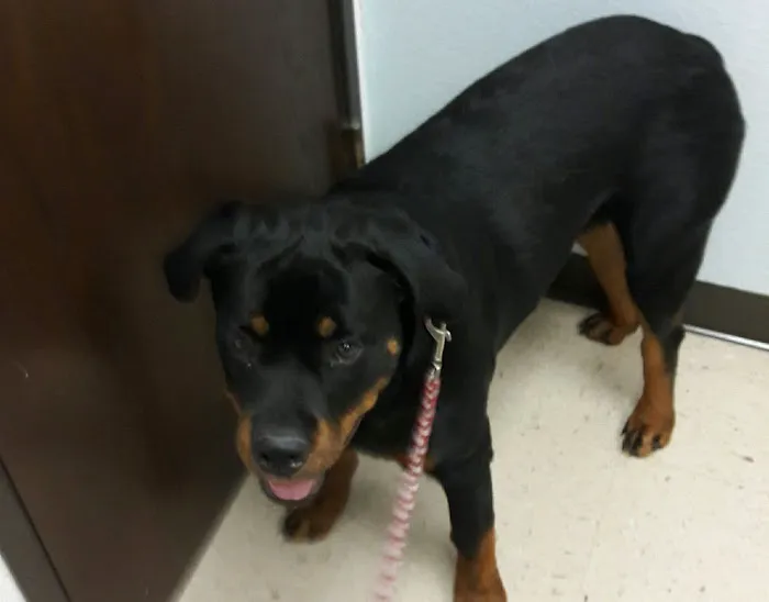 Buena Vista Animal Clinic Picture 7