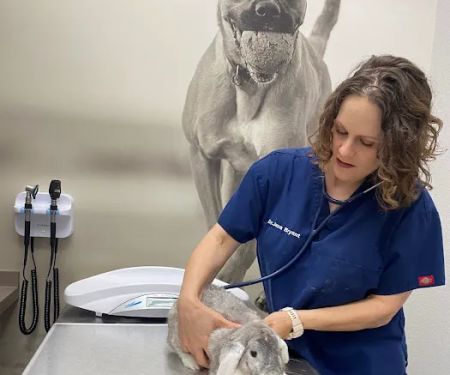 CityVet | Las Colinas