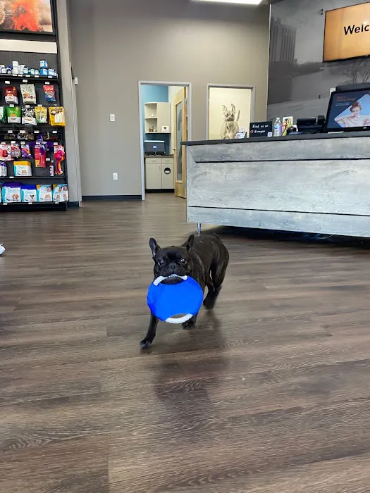 CityVet | Las Colinas Picture 7
