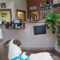 De Anza Animal Clinic ico